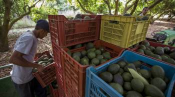 Don't avocado prices ever go down? - Marketplace