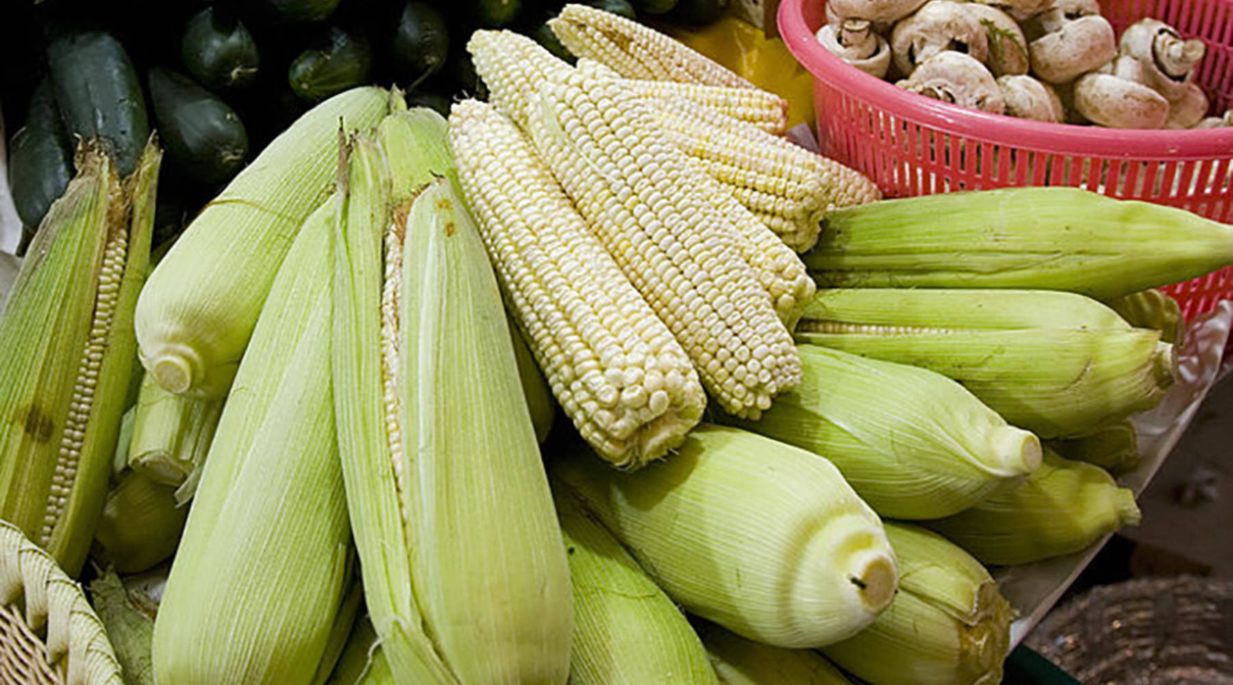 NAFTA helped U.S. corn farmers but may have boosted illegal