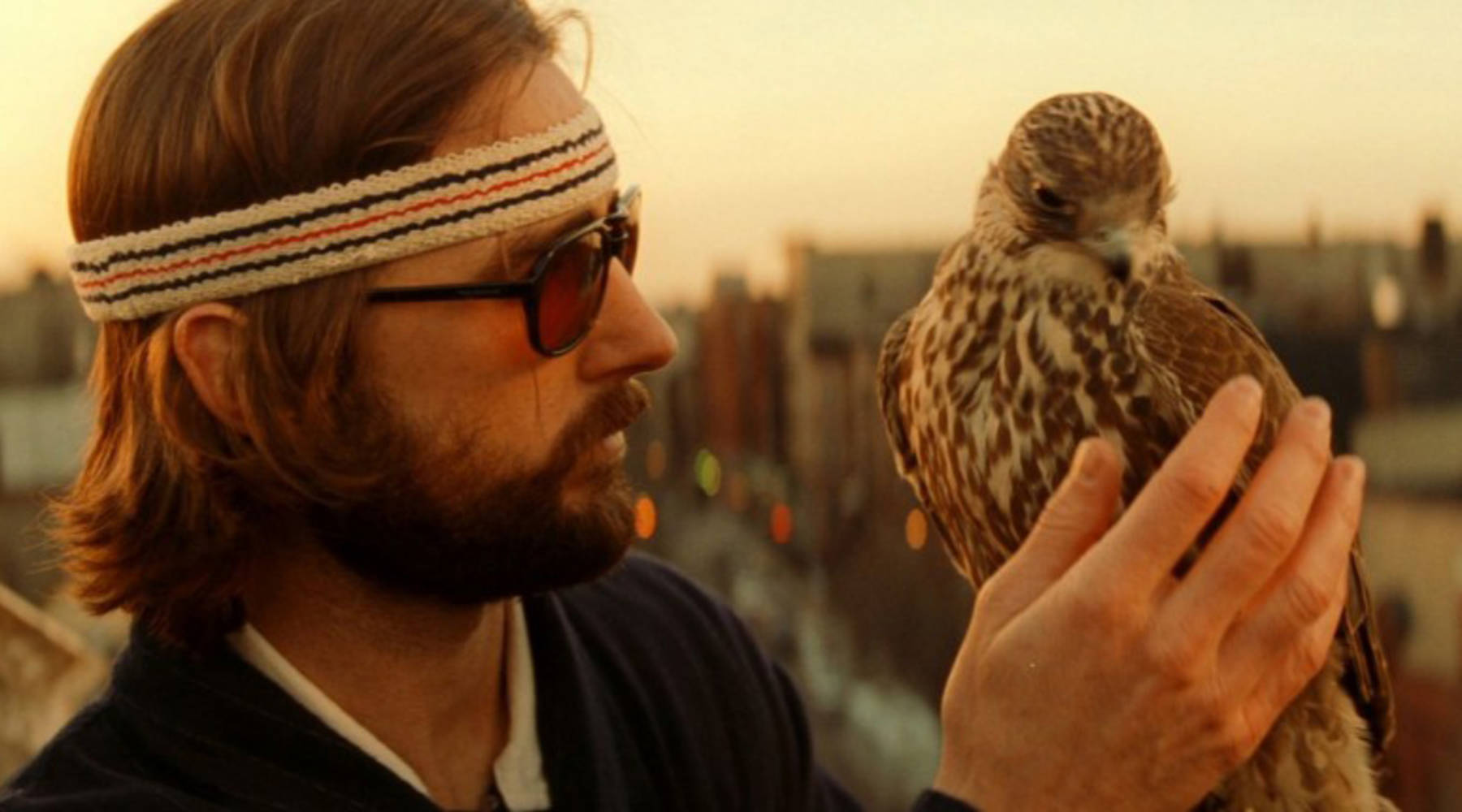 Why Arent Falconers Allowed In The Movies Anymore