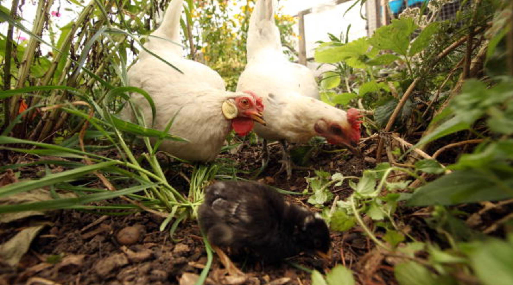 Backyard Chickens Have Been Hip For A While But Building Them A