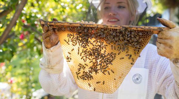 From The Cubicle To The Beehives Marketplace