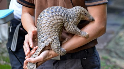 The Pangolin Black Market Is Fueled By Its Scales Not Its