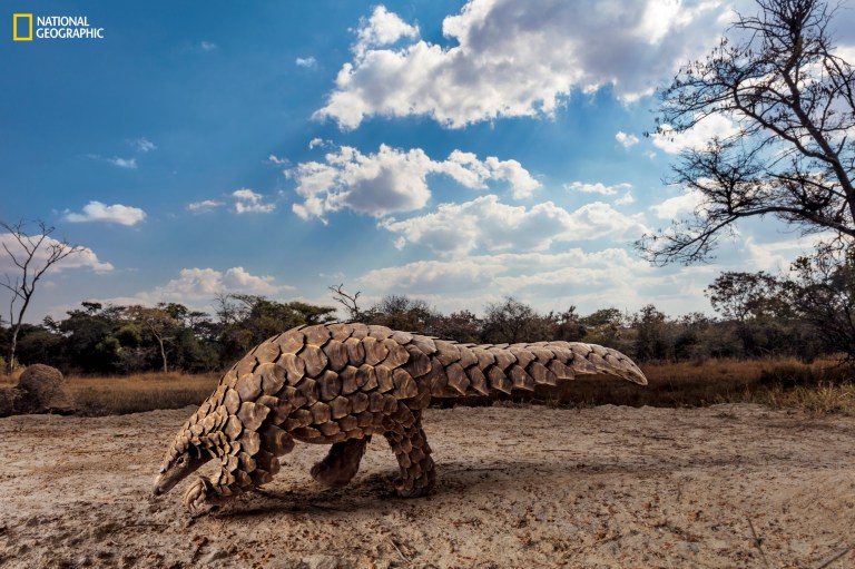 Pangolin