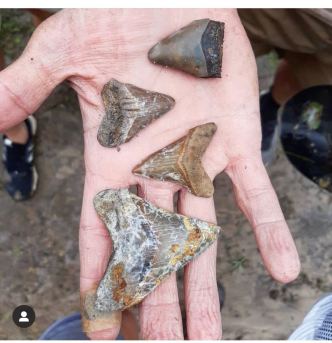 When finding fossils pays the bills - Marketplace