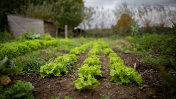 Black farmers benefit from industry investment - The FairPlay Movement