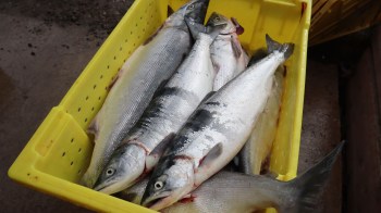 593-pound bluefin tuna sold for record $736,000 - Marketplace
