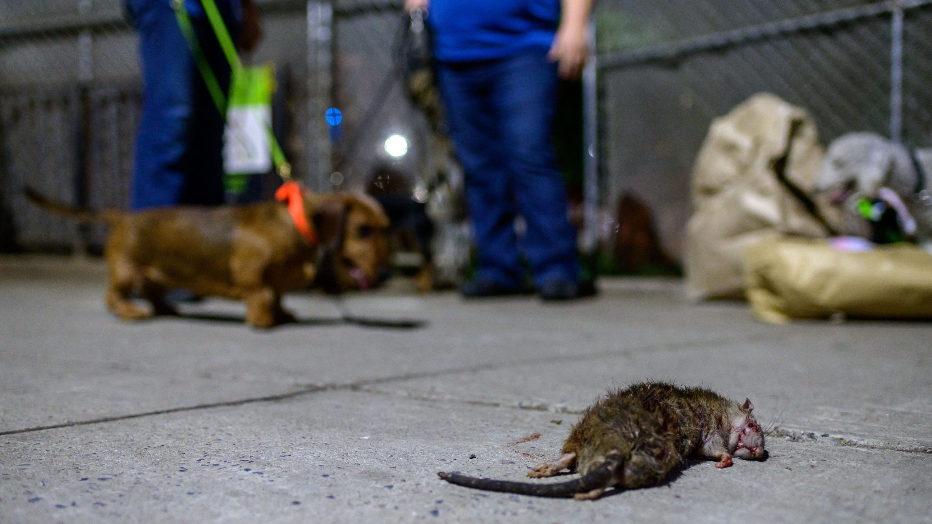 Where the Rats Come Out to Play - The New York Times