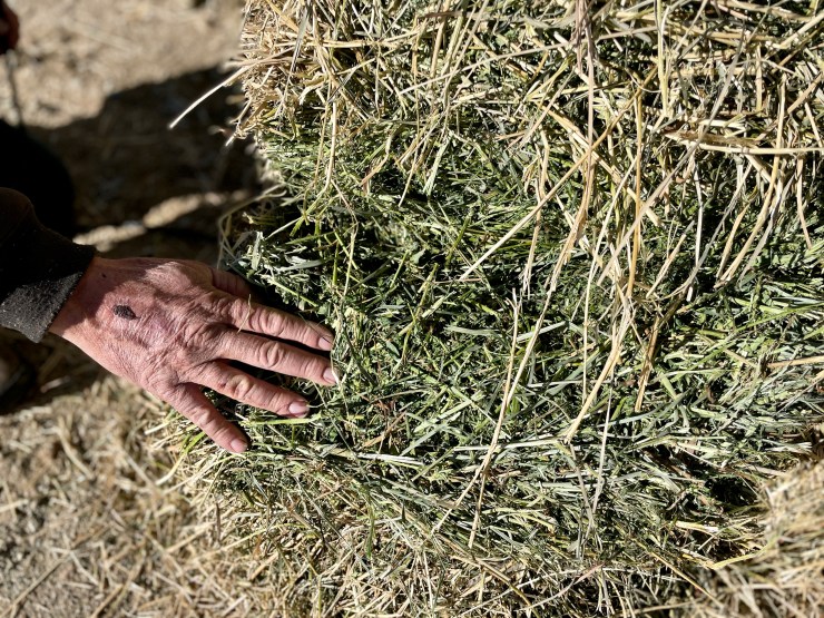 Hay costs more, posing a challenge for horse owners - Marketplace
