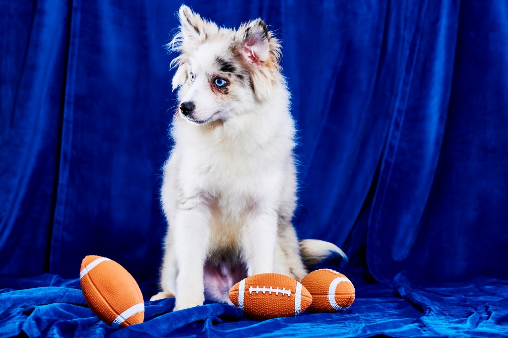 Where to Stream the Super Bowl LVII (2023): Puppy Bowl and Great American  Rescue Bowl