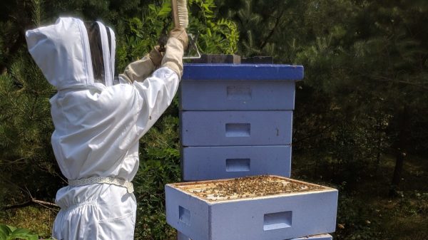 O que significa beekeeping age? - Pergunta sobre a Inglês (EUA