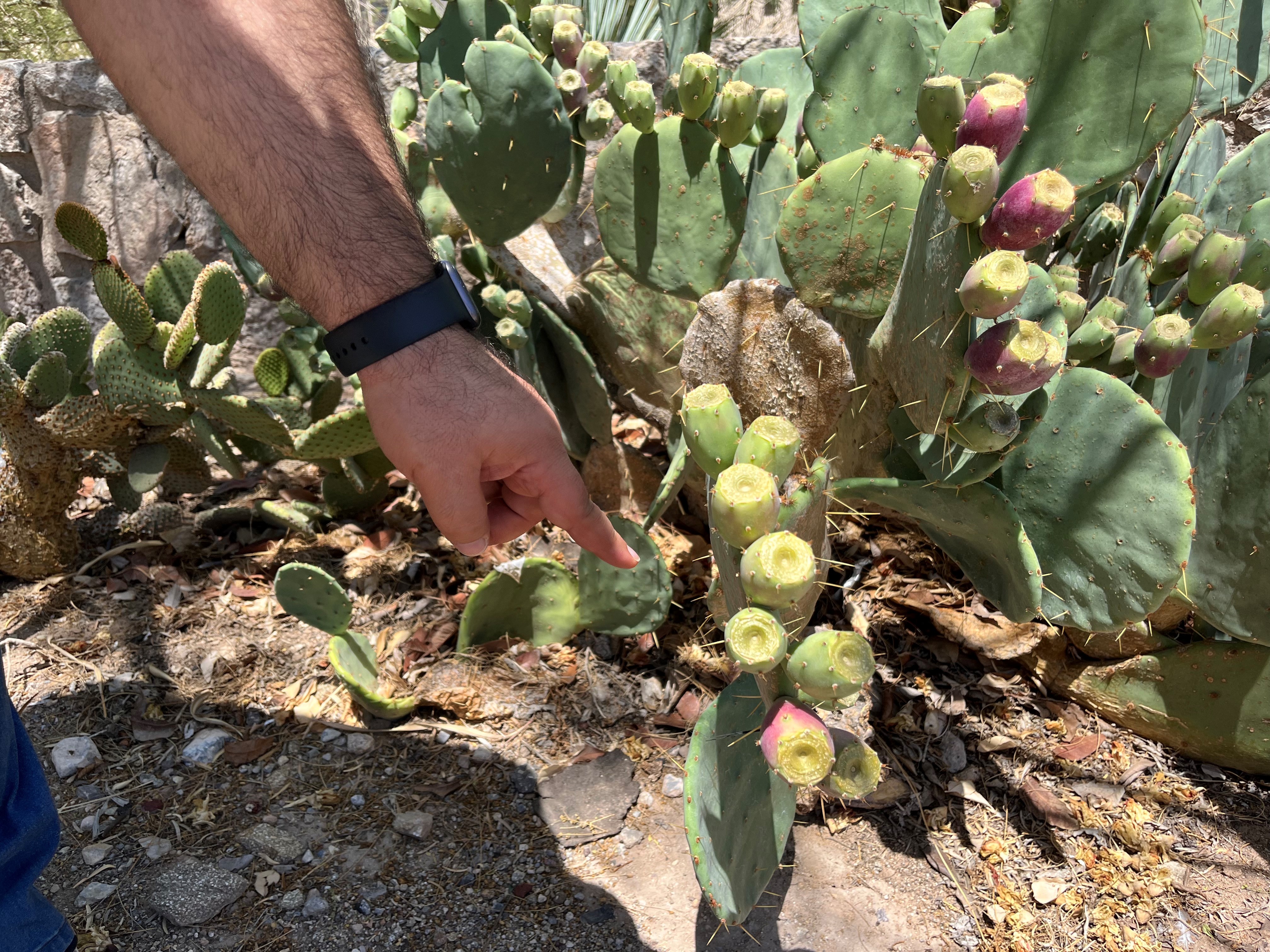 How the prickly pear cactus inspired a design for making clean energy