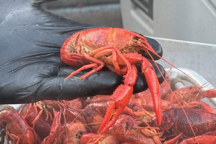 Cold winter cripples early crawfish sales