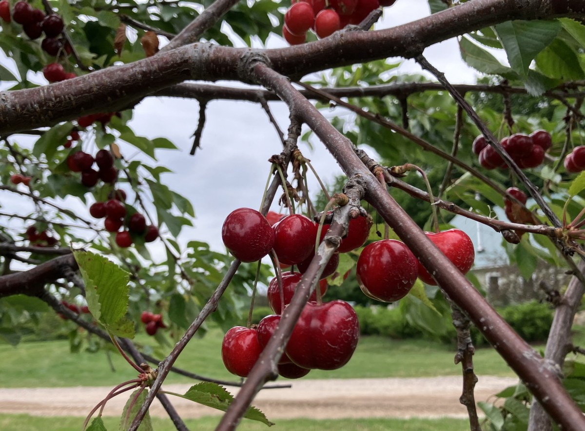 Most farmers have second jobs to stay afloat – Marketplace